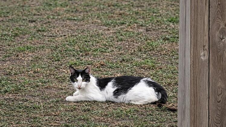 Gro&szlig;eibstadt: Katzen verschwinden - dann landet totes Tier auf Grundst&uuml;ck