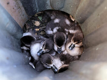 G&auml;nsek&uuml;ken aus Rohr bei Aschaffenburger Schloss befreit