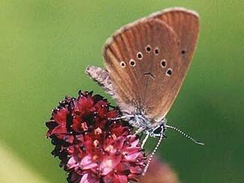 Streng geschützt: Der Wiesenknopf-Ameisenbläuling Foto: Archiv Mediengruppe Oberfranken