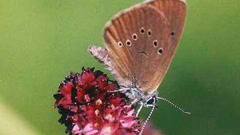 Streng geschützt: Der Wiesenknopf-Ameisenbläuling Foto: Archiv Mediengruppe Oberfranken