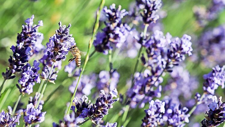 Nicht nur die Bienen genießen den Duft von Lavendel.