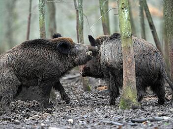 Die Polizei musste zwei Wanderer im Kreis Main-Spessart vor einer Rotte Wildschweine retten. Symbolfoto: David Ebener/dpa