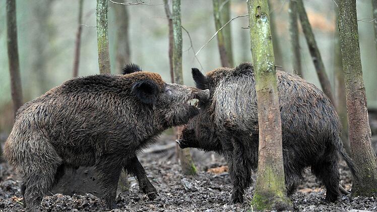 Die Polizei musste zwei Wanderer im Kreis Main-Spessart vor einer Rotte Wildschweine retten. Symbolfoto: David Ebener/dpa
