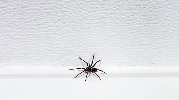 Spinne, Spinne im Haus