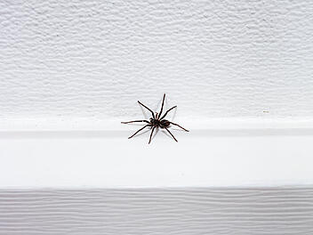 Spinne, Spinne im Haus