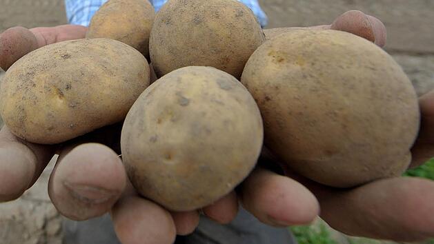 Kartoffel aus dem eigenen Garten schmecken besonders lecker. Bei ihrem Anbau gibt es jedoch einiges zu beachten. Archivfoto: dpa