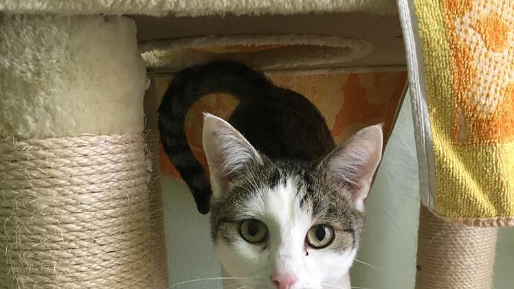 Tierheim Bamberg: Kater Schröder hat "nur ein kleines Problem"