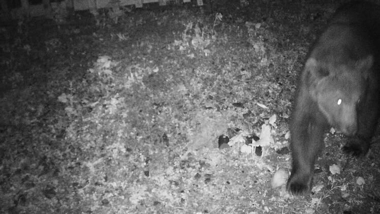 Braunb&auml;r an der deutschen Grenze: Wildkamera zeigt Tier