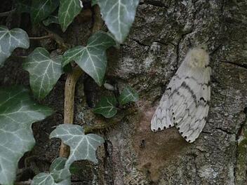 Die weiblichen Schwammspinner legen an der Rinde Eier ab, in den Gelegen überwintern die kleinen Räupchen in ihren Eihüllen. Foto: AELF