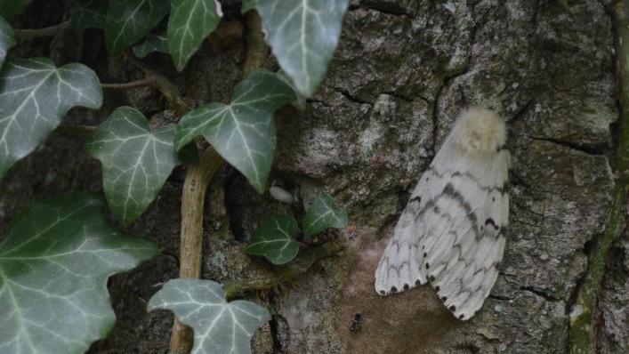 Die weiblichen Schwammspinner legen an der Rinde Eier ab, in den Gelegen überwintern die kleinen Räupchen in ihren Eihüllen. Foto: AELF