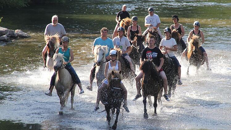 Islandpferde: Ein erfrischender Ritt durch die Saale.