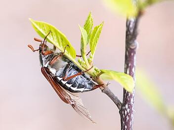 Maikäfer ernähren sich von Laubbaumblättern. In den Nadelwaldgebieten Oberfrankens waren die Insekten bisher nur selten anzutreffen.