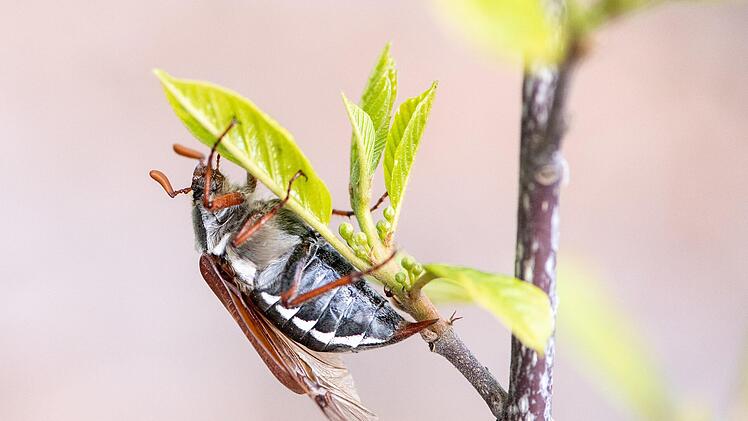 Maikäfer ernähren sich von Laubbaumblättern. In den Nadelwaldgebieten Oberfrankens waren die Insekten bisher nur selten anzutreffen.