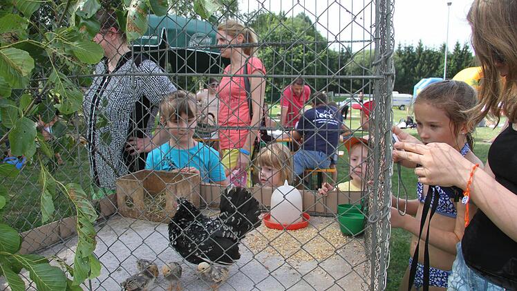 Die Bantam-Glucke mit ihren Jungen war die Attraktion. Foto: Sonja Adam