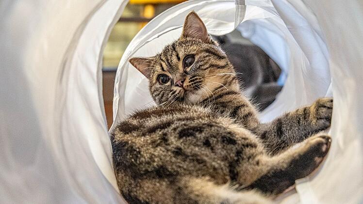 Tierheim Nürnberg mit bewegender Kater-Geschichte: "Alles kam anders"