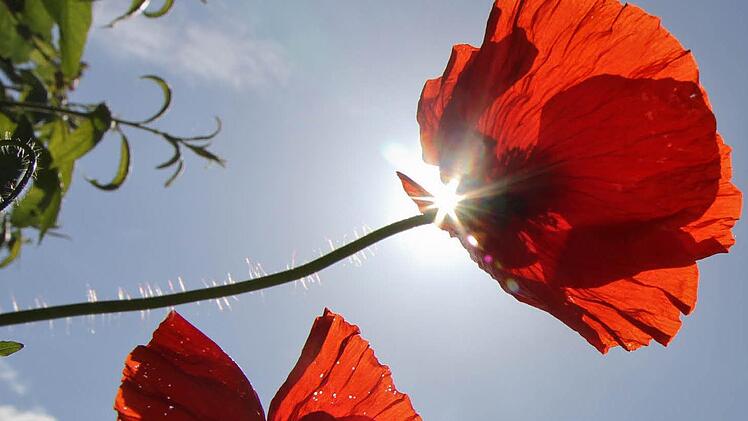 Mohnblumen in Bamberg. Fotos: Michael Gründel