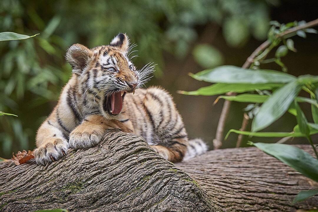 Tiger-Nachwuchs entwickelt sich prächtig in Nürnberg