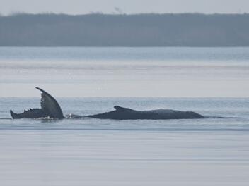 Rettungsaktion f&uuml;r den Buckelwal