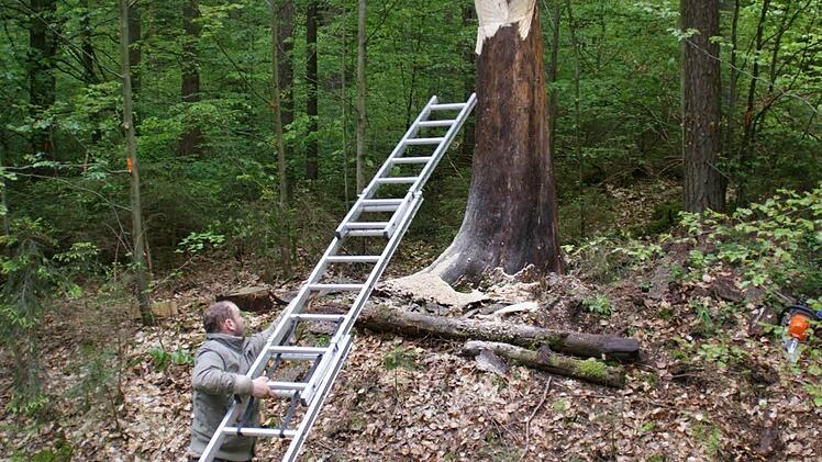 Mit den Tücken von Leiter und feuchtem Waldboden kämpfte Jan Svadlenka bei unserem Besuch beim Künstlersymposium.