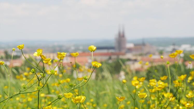 Idylle inmitten von Butterblumen: Der Blick von der Altenburg. Foto: Bauer