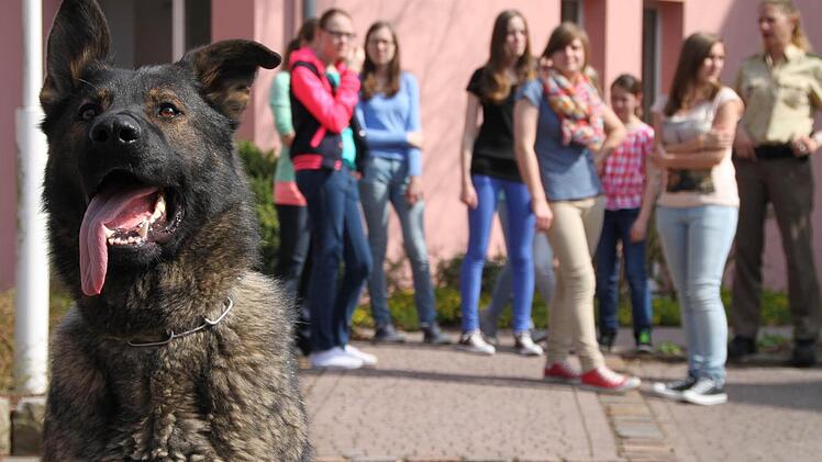Polizeihund Gerome gibt sein Können zum Besten: Da bleiben die Mädels lieber auf Abstand. Sicherheitshalber.