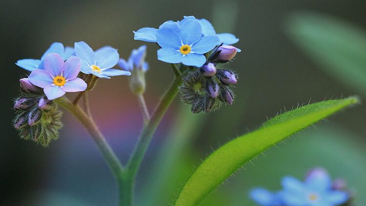 Vergissmeinnicht - 10 Pflanzen für schattige Garten und Balkon