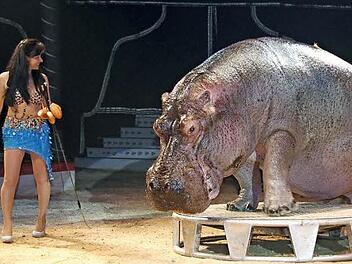 Star in der Manege: Flusspferd "Jedi". Fotos: Sonja Adam