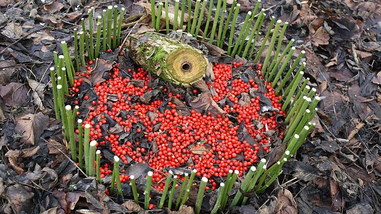 "Gewöhnlicher Drachenblutbaum" Foto: Hubert Kolling
