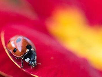 Foto: Boris Roessler/dpa
