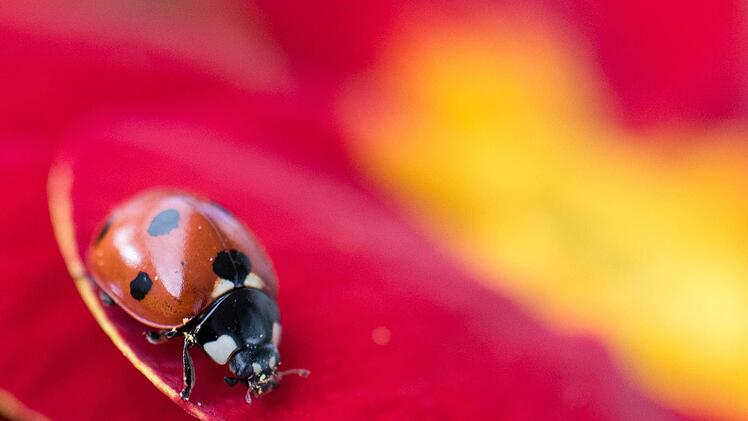 Foto: Boris Roessler/dpa