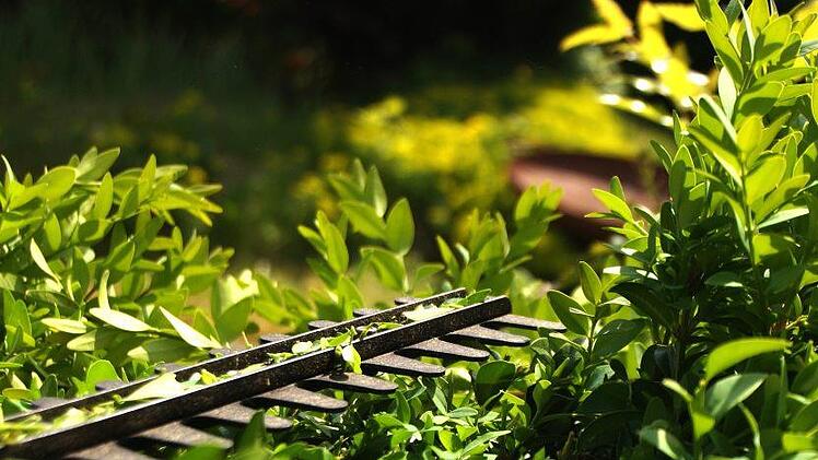 Weil er einen Teil seiner Hecke abgeschnitten hatte, ermittelt jetzt die Polizei gegen ein Mann  aus  Herzogenaurach.  Symbolfoto: Pixabay