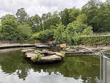 Tiergarten Nürnberg: Warum sind diese Tiere aktuell nicht zu sehen?