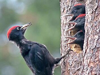 Ein Schwarzspecht füttert seine Jungen. Foto: Norbert Wimmer