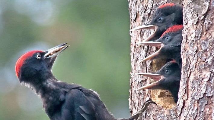 Ein Schwarzspecht füttert seine Jungen. Foto: Norbert Wimmer