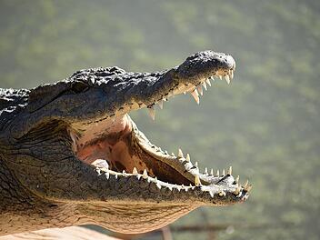 Reptil-Video unmöglich von Gelände in Vechta Reptil-Video unmöglich von Gelände in Vechta