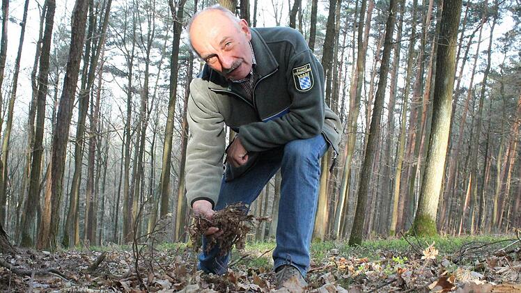 Förster Hermann Hacker im Kiefernwald bei Horsdorf: "Noch ist der Boden feucht genug."
