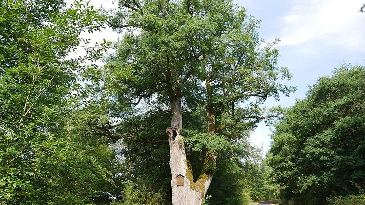 Naturdenkmal bei Aschach.Heike Beudert
