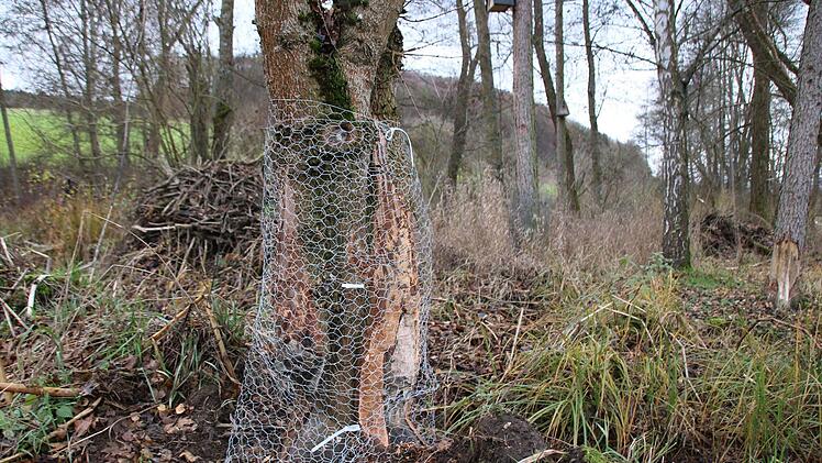 Bilder von der Teichanlage des ASV Hammelburg oberhalb von Obereschenbach. Foto: Ralf Ruppert