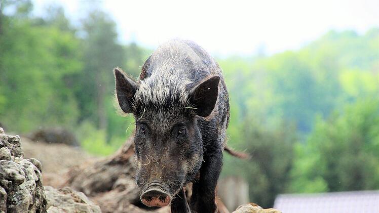 Immer auf Zack: Zensi ist ein Mix aus einem Hängebauch- und einem Wildschwein. Diana Fuchs
