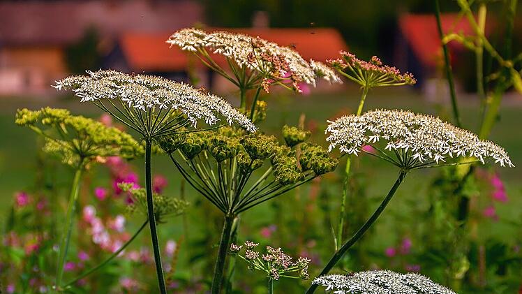 Viele Unkräuter bestechen durch ihre üppigen Blüten und einige Sorten gelten sogar als Delikatesse. Entdecke die Vielfalt der essbaren Wildkräuter bei einem Streifzug durch deinen Garten.