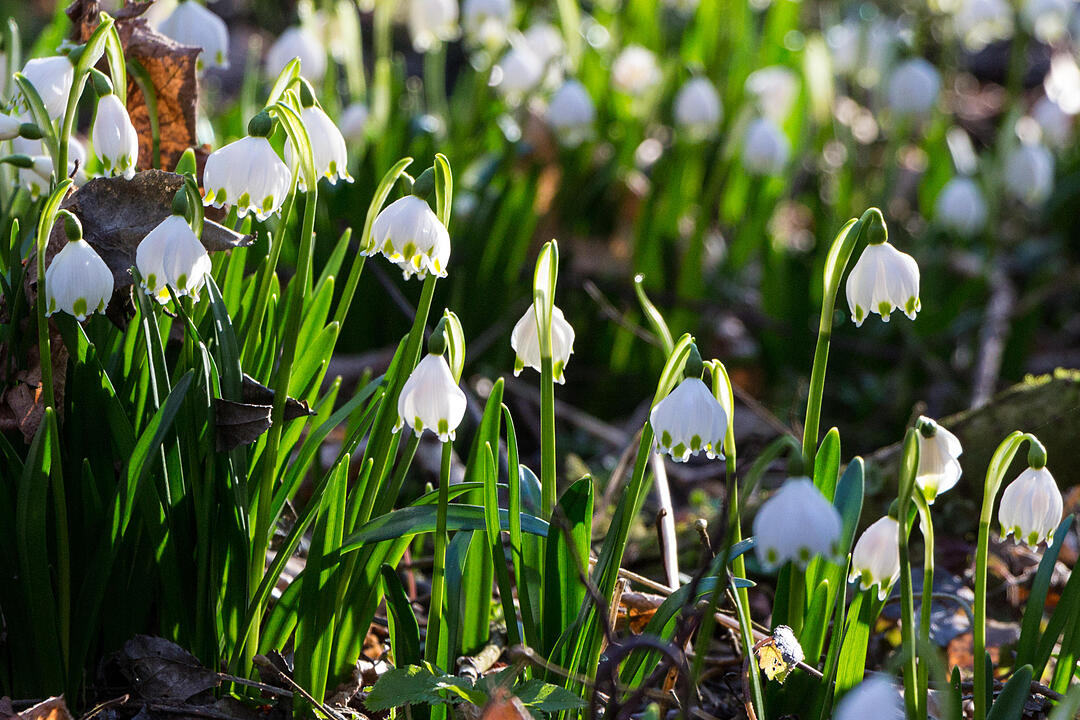 Fotos Konrad Thomann