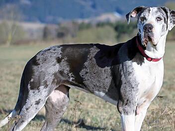 Zoe ist sechs Jahre alt. Fotos: Tierheim