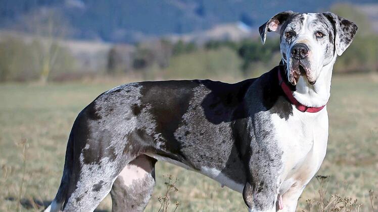 Zoe ist sechs Jahre alt. Fotos: Tierheim