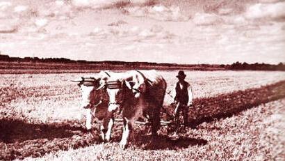 Im Frühling der Bauer die Kühe anspannt: anno 1920 in Schneckenlohe
