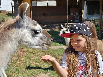 Cheyenne Parente (8) weiß genau, was Lamas mögen. Foto: Sigismund von Dobschütz