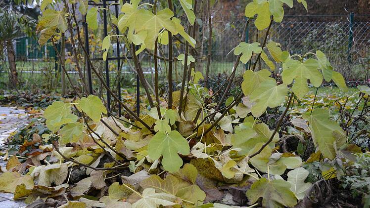 Herbst-Impressionen aus dem Traumgarten Foto: Dagmar Besand