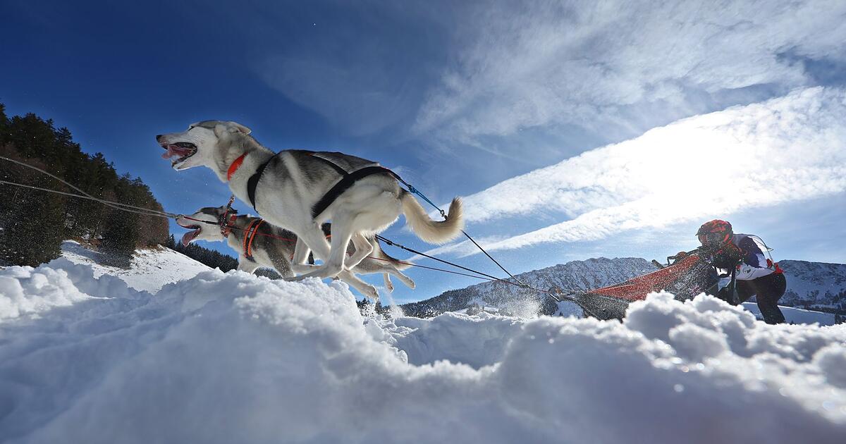 Anspruchsvolles-Rennen-lockt-Musher-aus-ganz-Europa