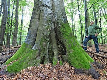In Deutschland zeichnet sich der Steigerwald durch viele vergleichsweise große Flächen naturnaher Buchenwälder aus. Dennoch soll der Steigerwald bei der Entscheidung für einen dritten bayerischen Nationalpark nicht berücksichtigt werden. In Deutschland zeichnet sich der Steigerwald durch viele vergleichsweise große Flächen naturnaher Buchenwälder aus. Dennoch soll der Steigerwald bei der Entscheidung für einen dritten bayerischen Nationalpark nicht berücksichtigt werden.