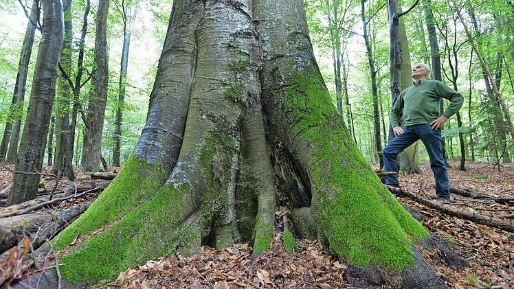 In Deutschland zeichnet sich der Steigerwald durch viele vergleichsweise große Flächen naturnaher Buchenwälder aus. Dennoch soll der Steigerwald bei der Entscheidung für einen dritten bayerischen Nationalpark nicht berücksichtigt werden. In Deutschland zeichnet sich der Steigerwald durch viele vergleichsweise große Flächen naturnaher Buchenwälder aus. Dennoch soll der Steigerwald bei der Entscheidung für einen dritten bayerischen Nationalpark nicht berücksichtigt werden.