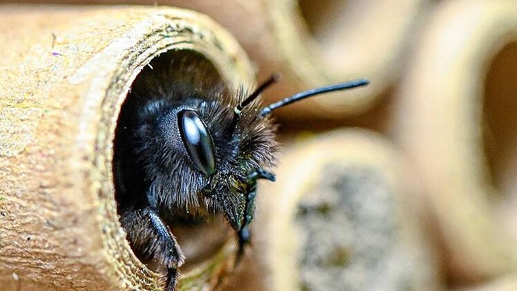 Wildbienen zum Vermieten